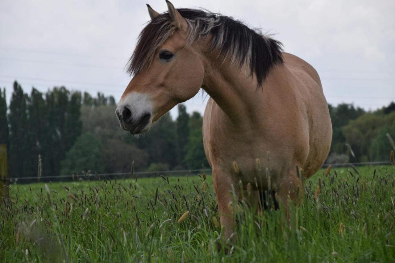 Ferme De La Forterie Verlinghem エクステリア 写真