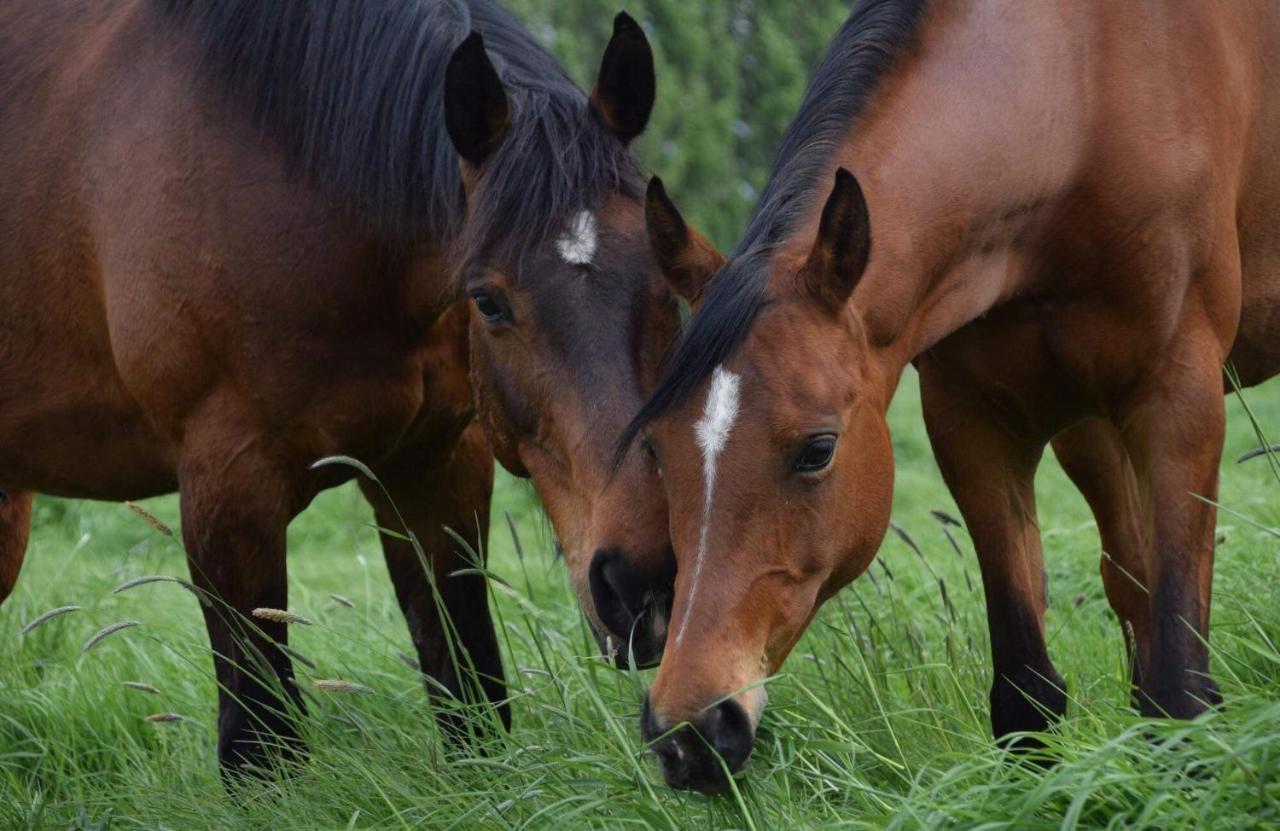 Ferme De La Forterie Verlinghem エクステリア 写真
