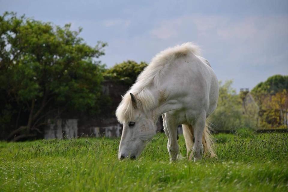 Ferme De La Forterie Verlinghem エクステリア 写真