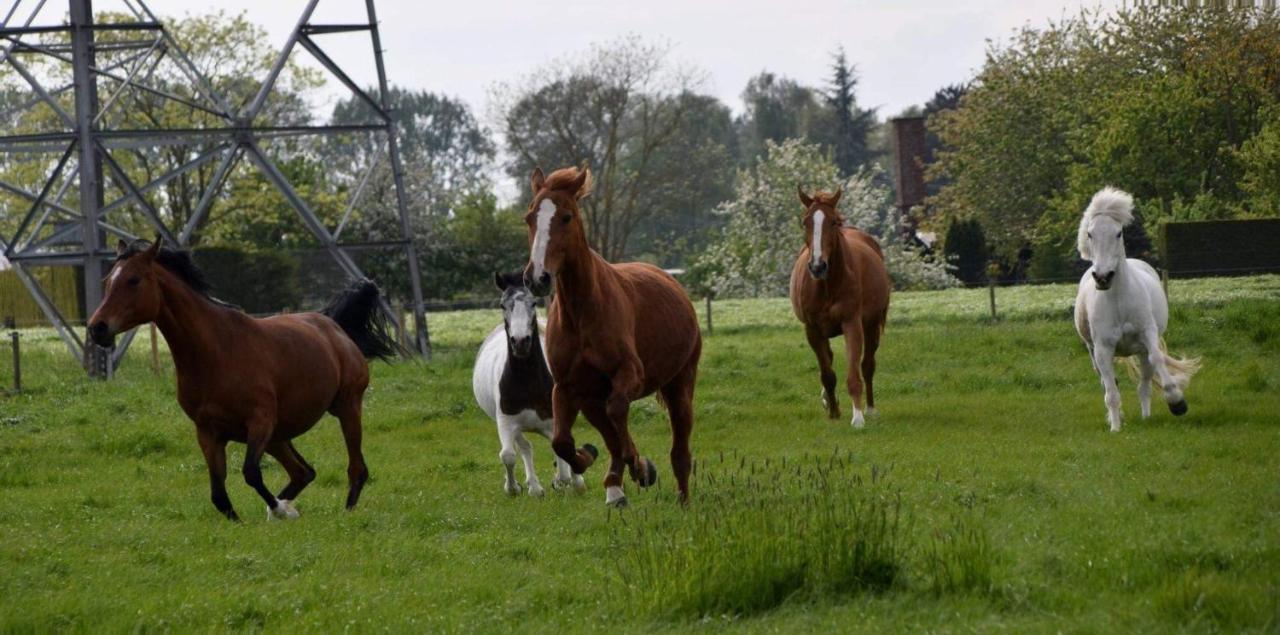 Ferme De La Forterie Verlinghem エクステリア 写真